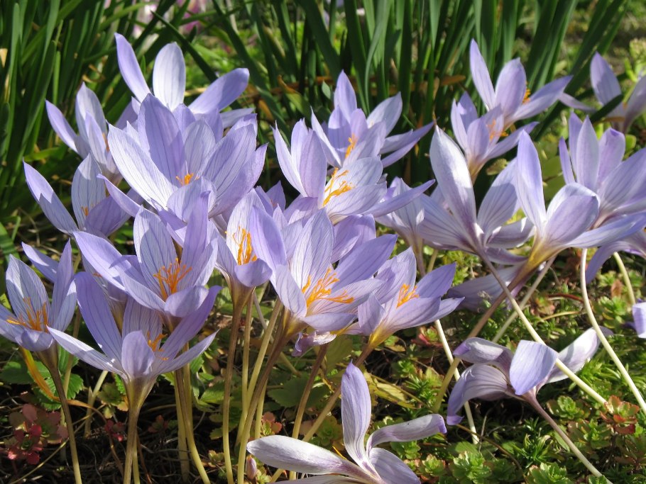 Бульбокодиум брандушка