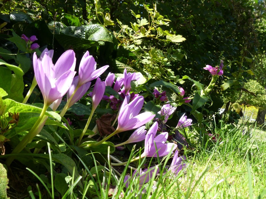 Безвременник анкарский