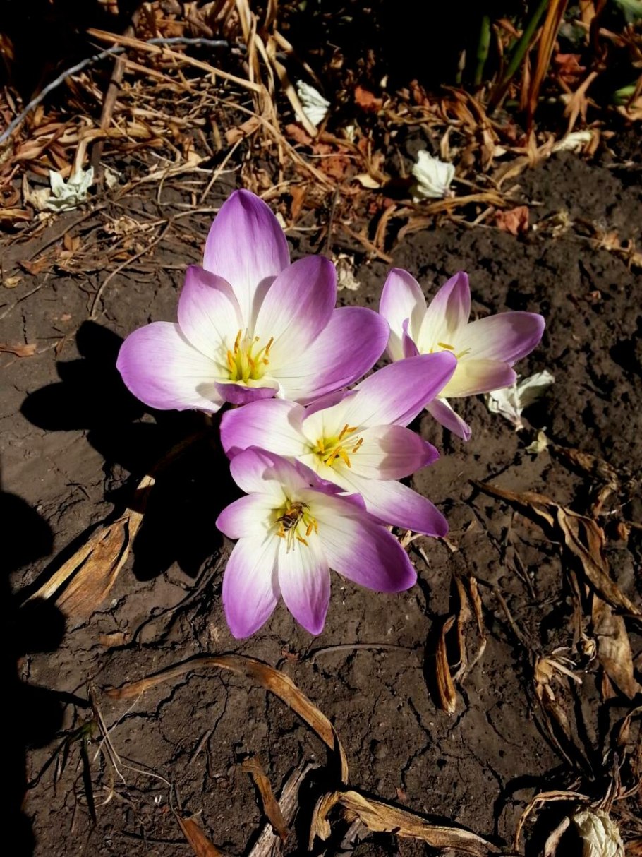 Безвременник Византийский