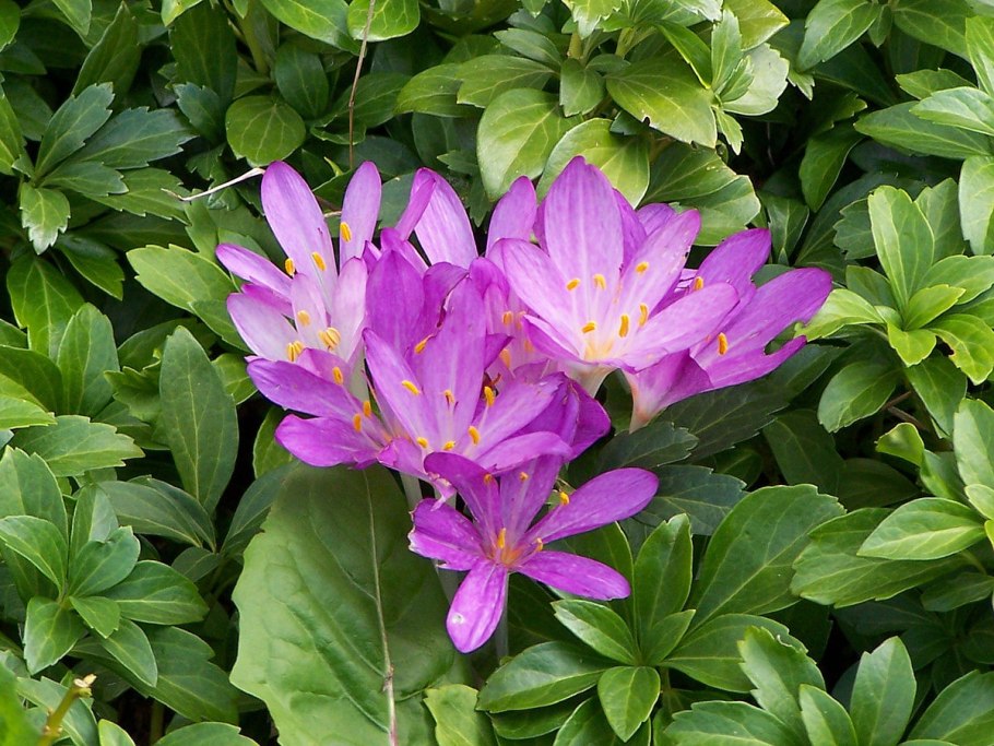 Безвременник венгерский Colchicum Hungaricum Valentine