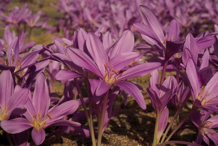 Безвременник (Осенник) каменный цветок