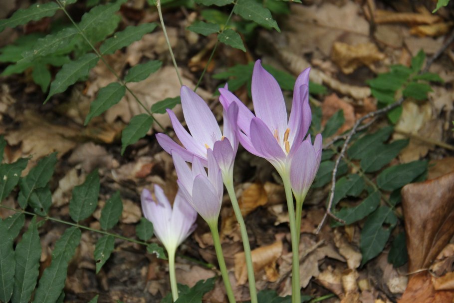 Колхикум безвременник