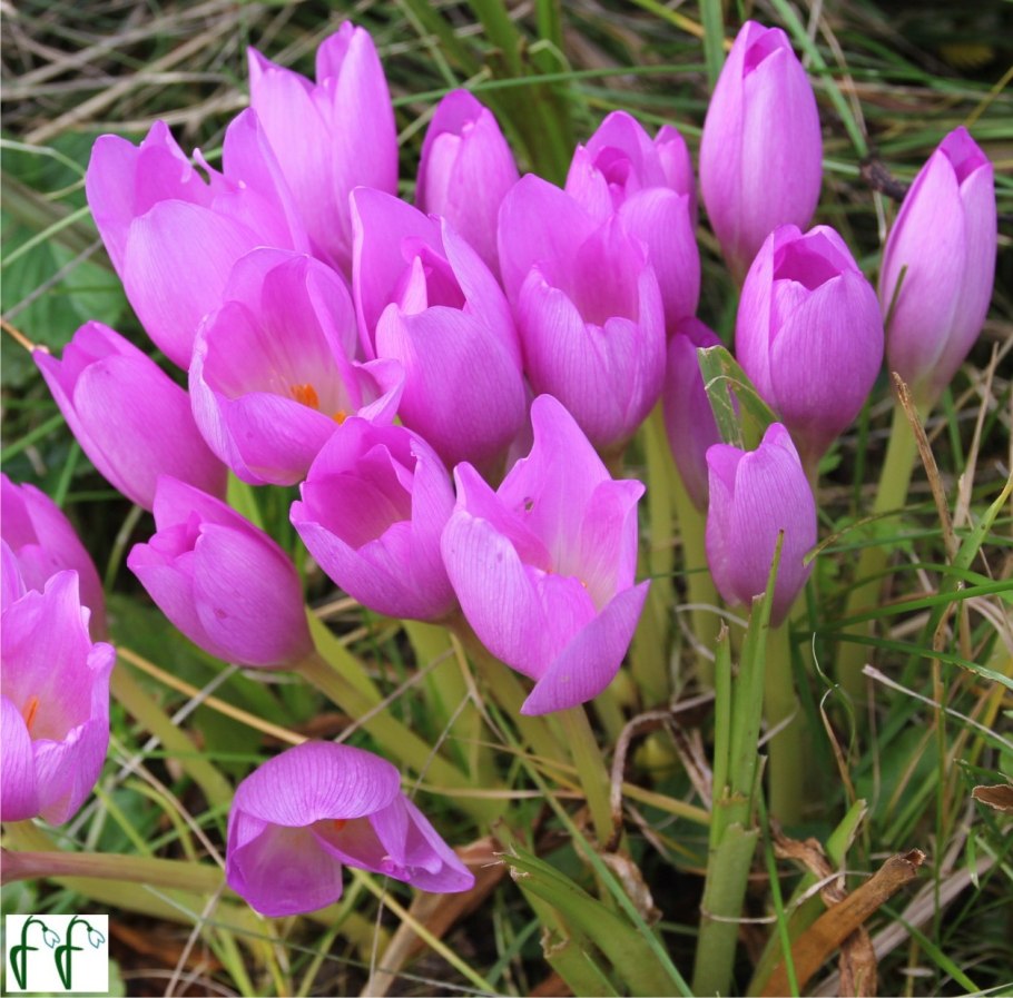 Безвременник великолепный клубнелуковицы