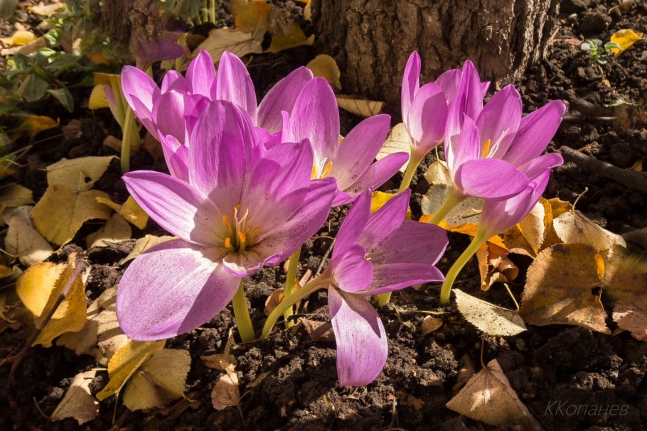 Безвременник Colchicum Harlekijn