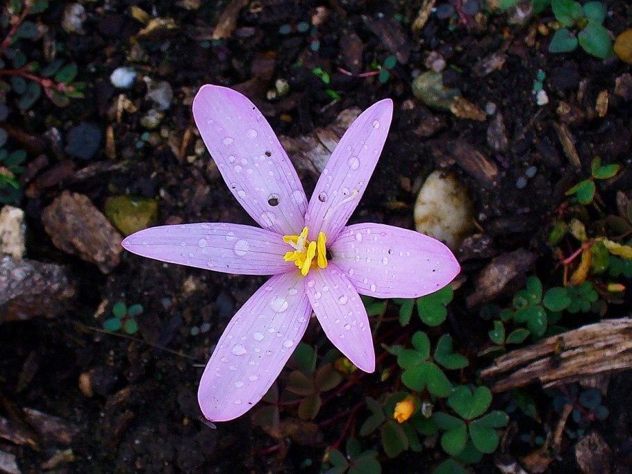 Безвременник и Крокус