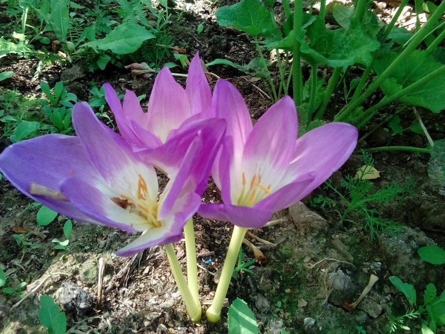 Безвременник осенний Colchicum autumnale