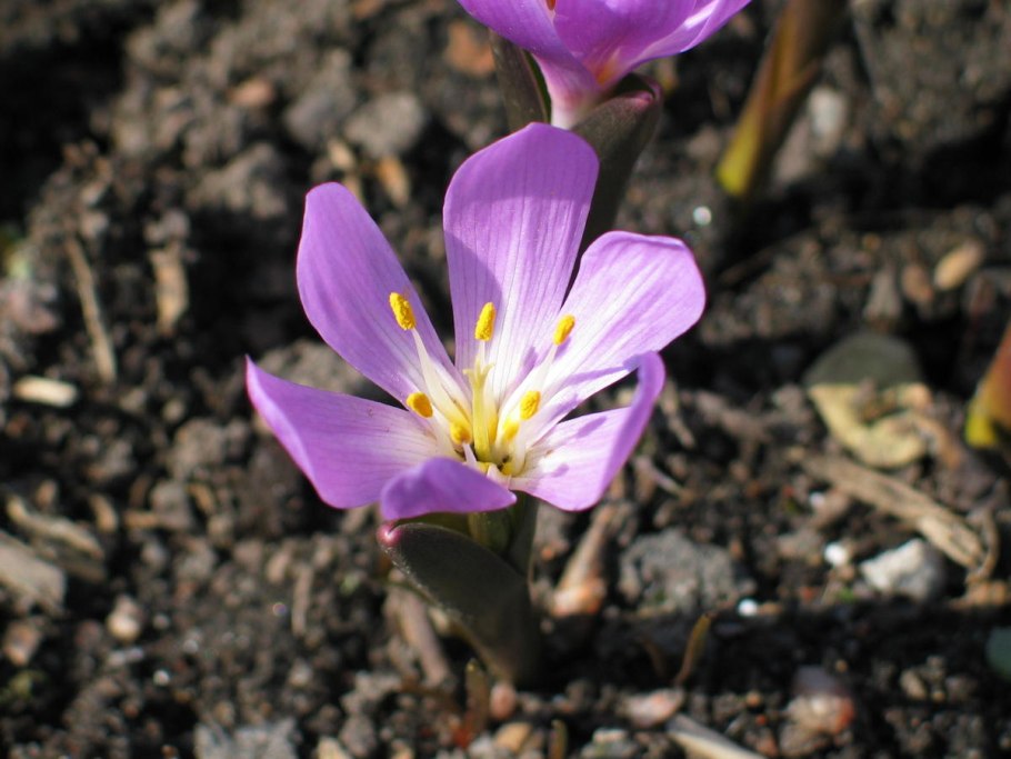 Гинецей тюльпана