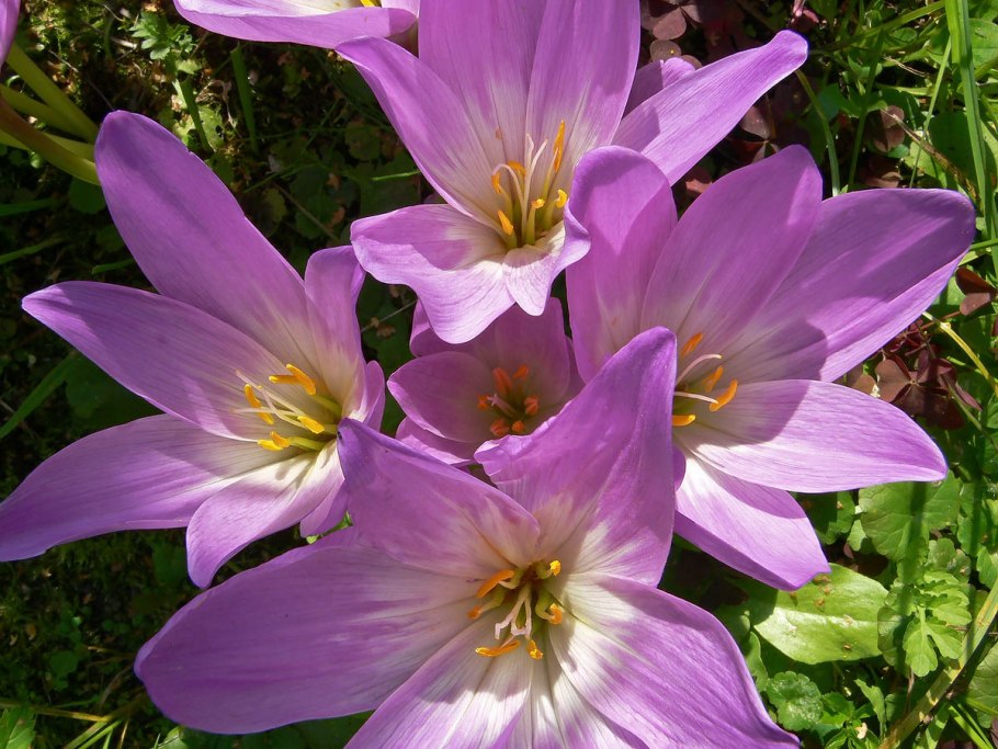 Крокус осенний безвременник