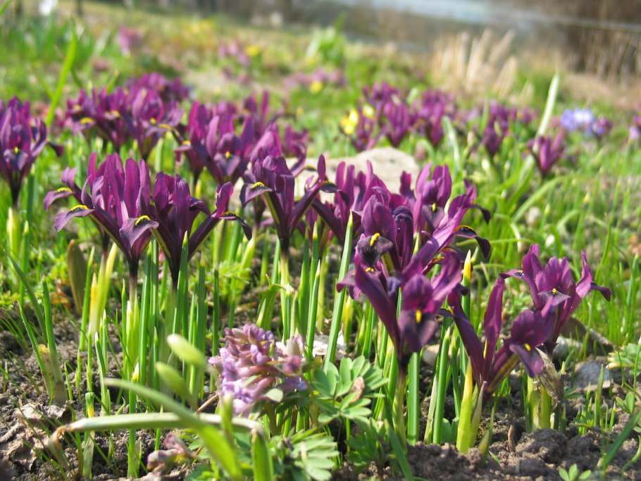 Безвременник Шовица