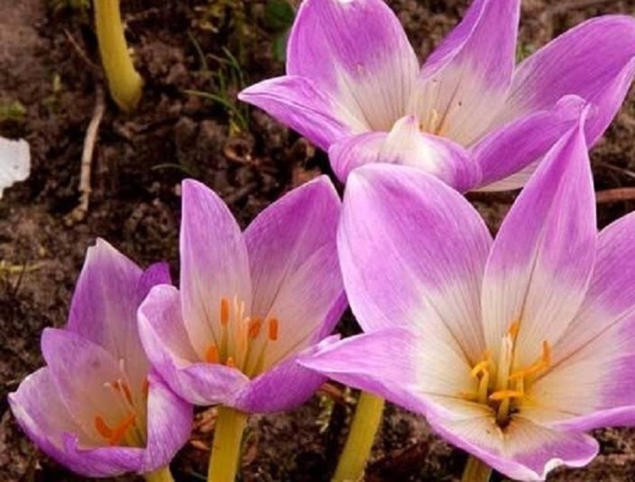 Безвременник цветок