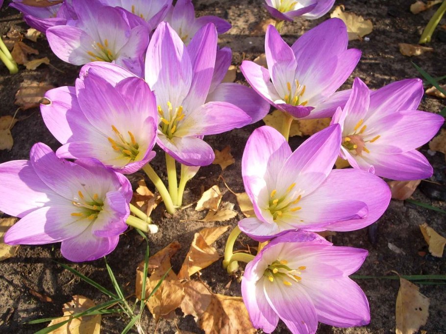 Луковичные цветы цветут осенью