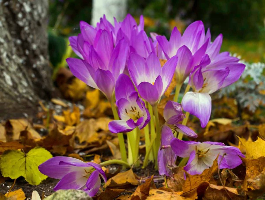 Безвременник (colchicum)