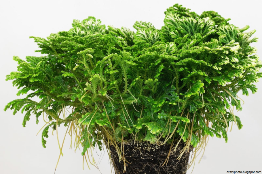 Selaginella martensii