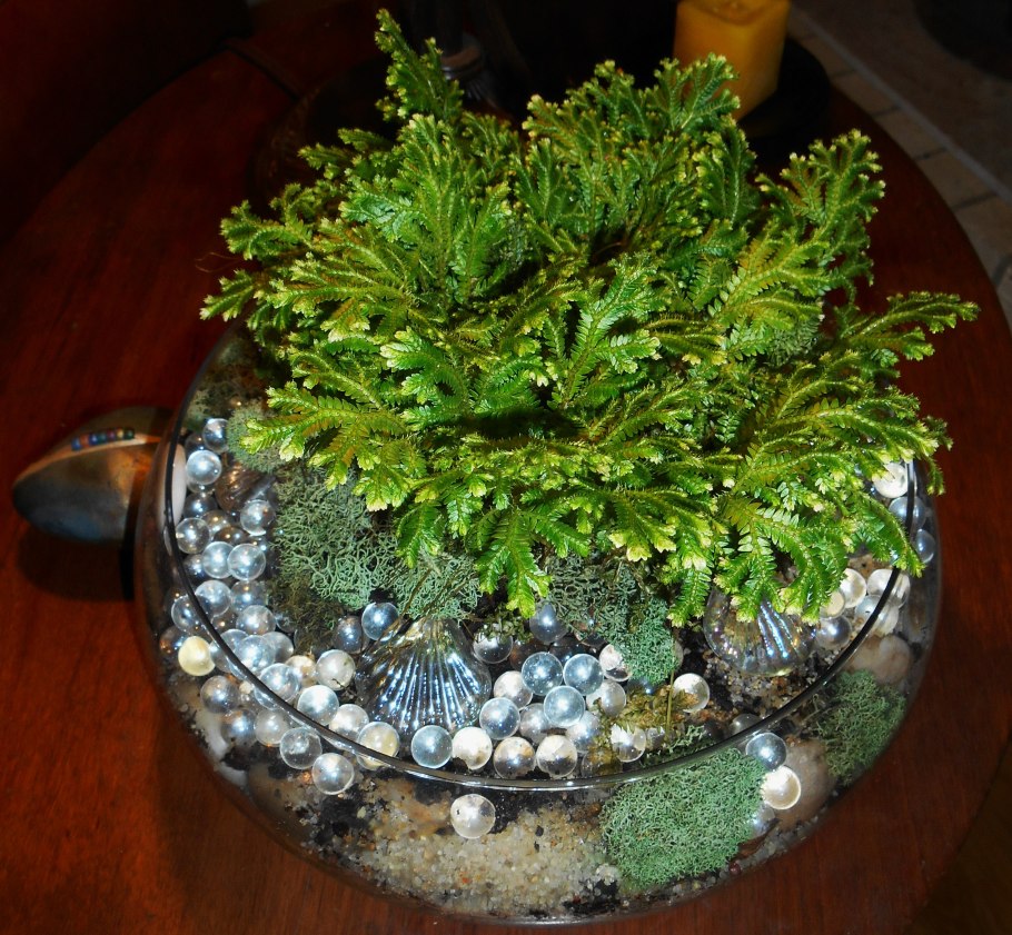 Селагинелла Сибирская ( Selaginella sibirica )