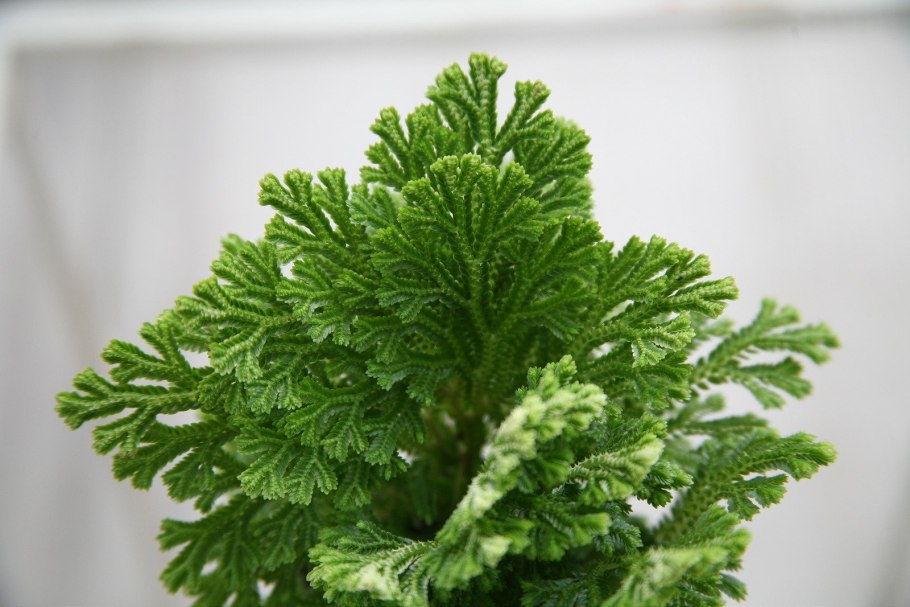Плаунок Selaginella
