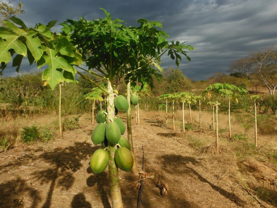 9. Дынное дерево (папайя).