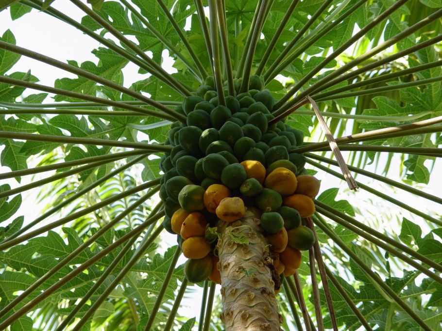 Дынное дерево (carica Papaya)