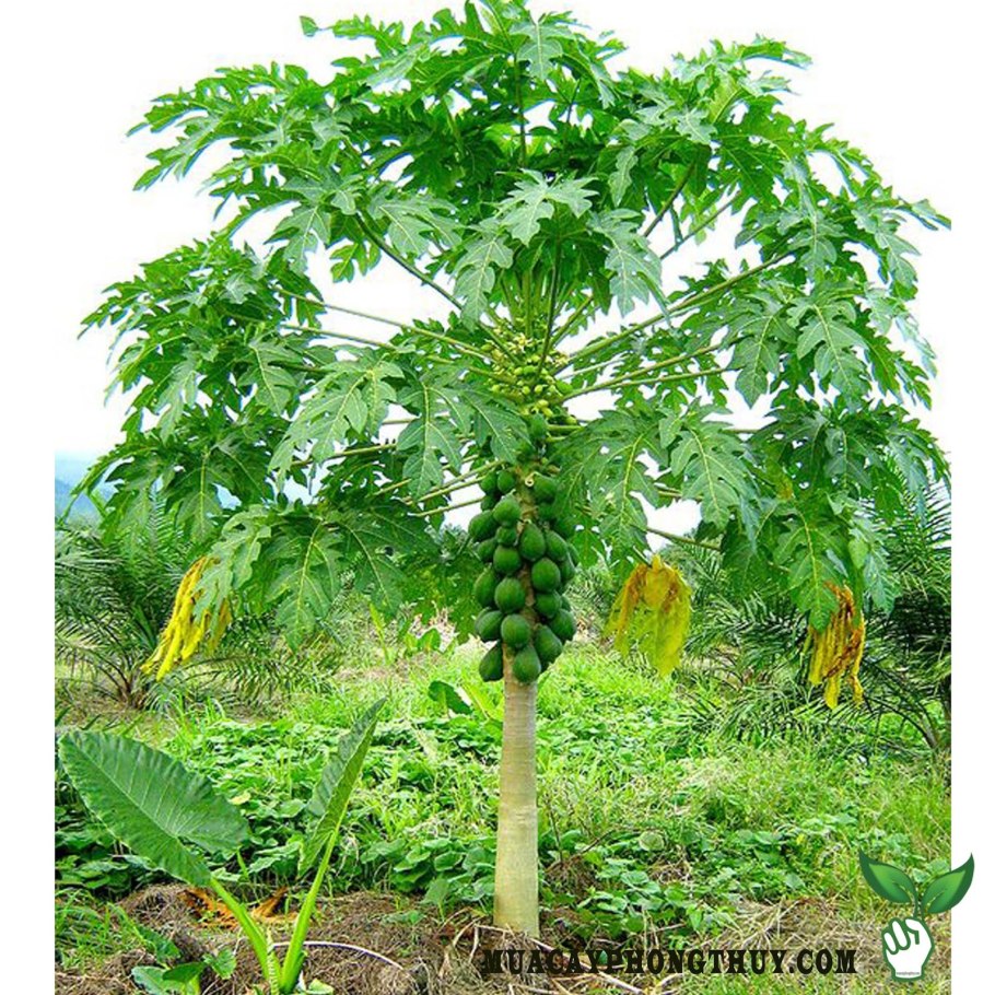 Папайя дынное дерево