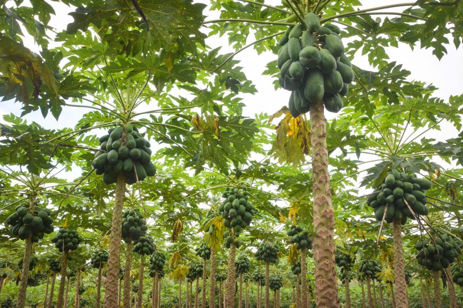Папайя дерево