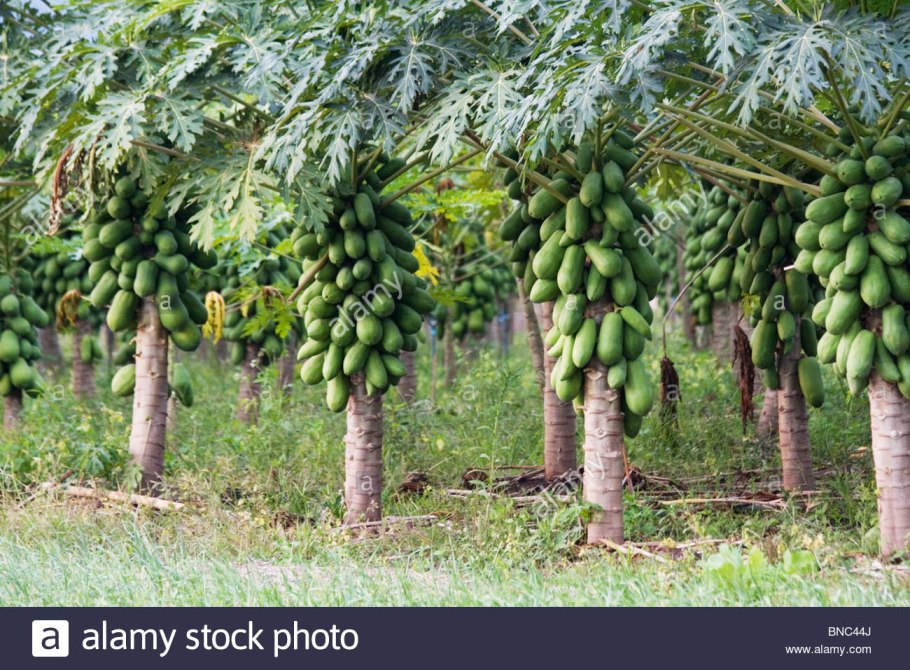 Папайя дерево