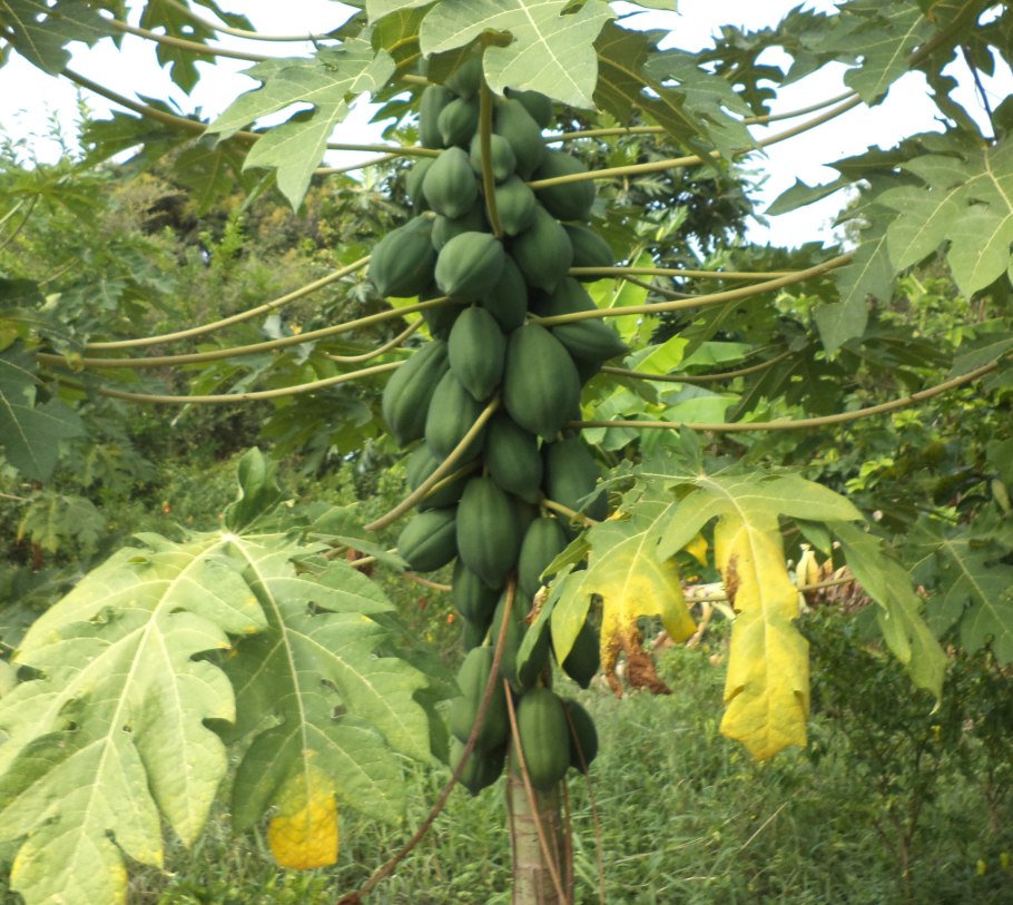 Дынные деревья Бразилии