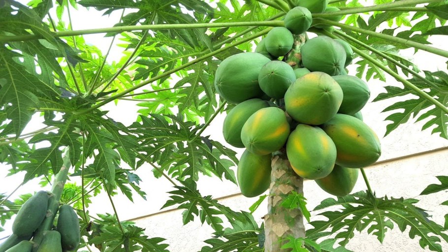 Карика дынное дерево