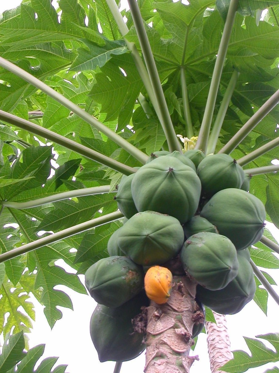 9. Дынное дерево (папайя).
