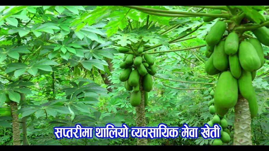 Папайя дерево