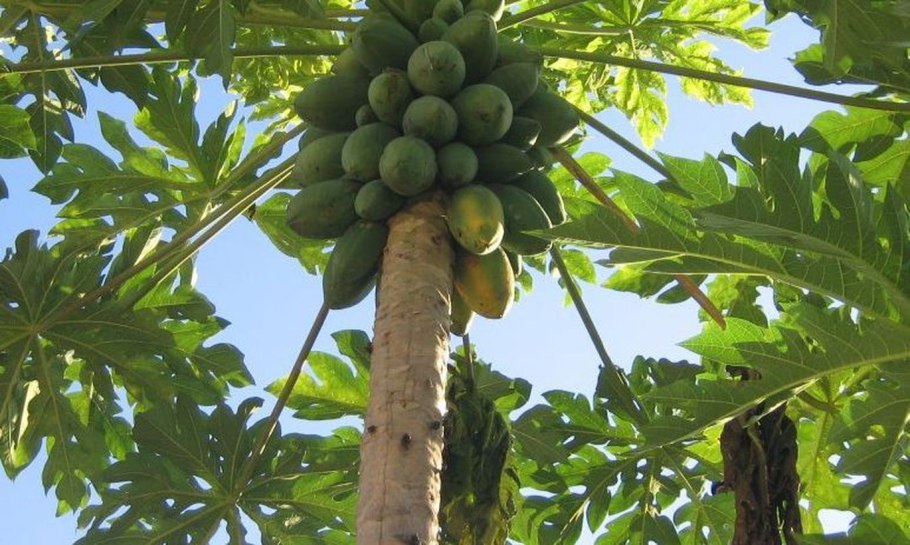 Папайя дынное дерево