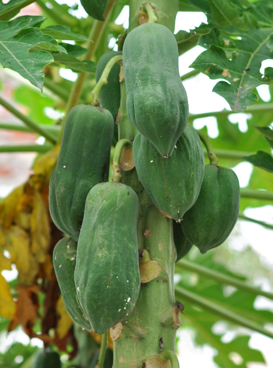 Папайя дынное дерево гавриш