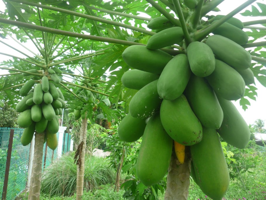 Дынное дерево в Южной Америке