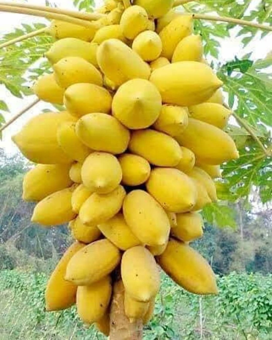 Карика дуболистная