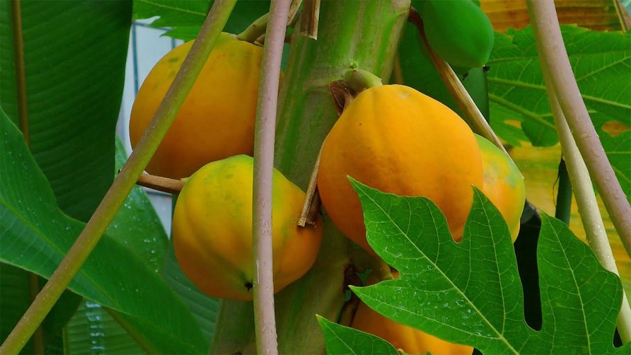 Папайя плод дынного дерева