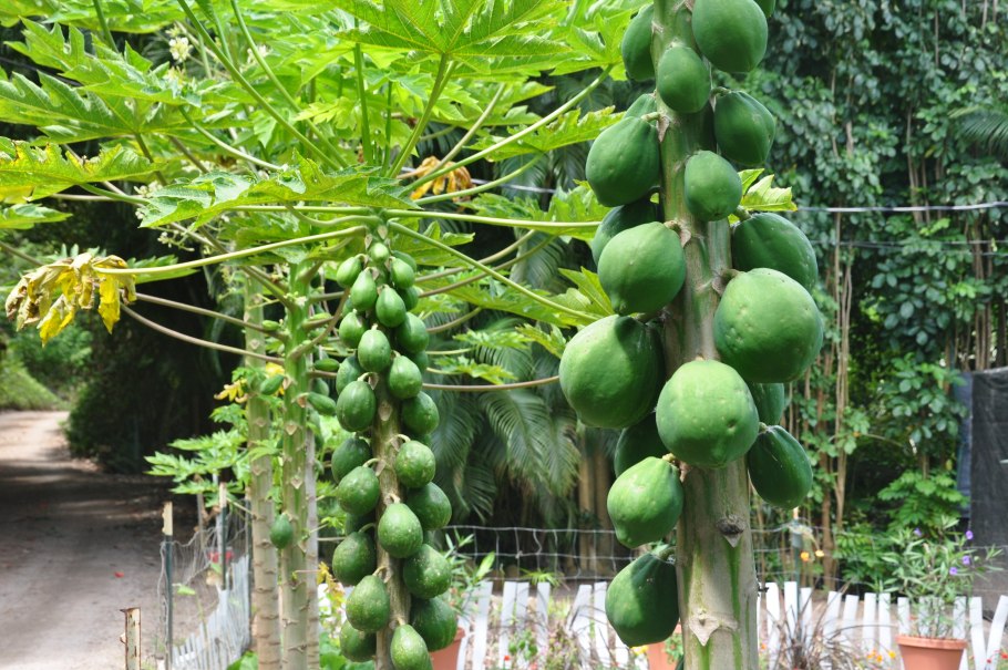 Папайя дынное дерево