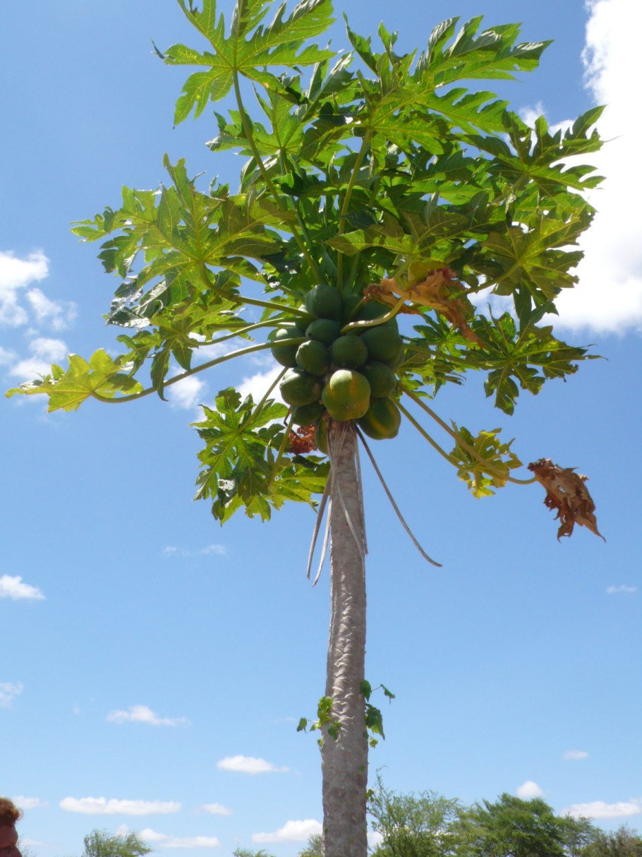 Папайя в Сочи растет