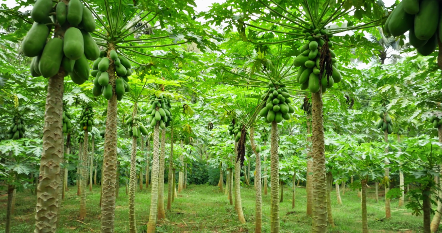 Дерево папайи