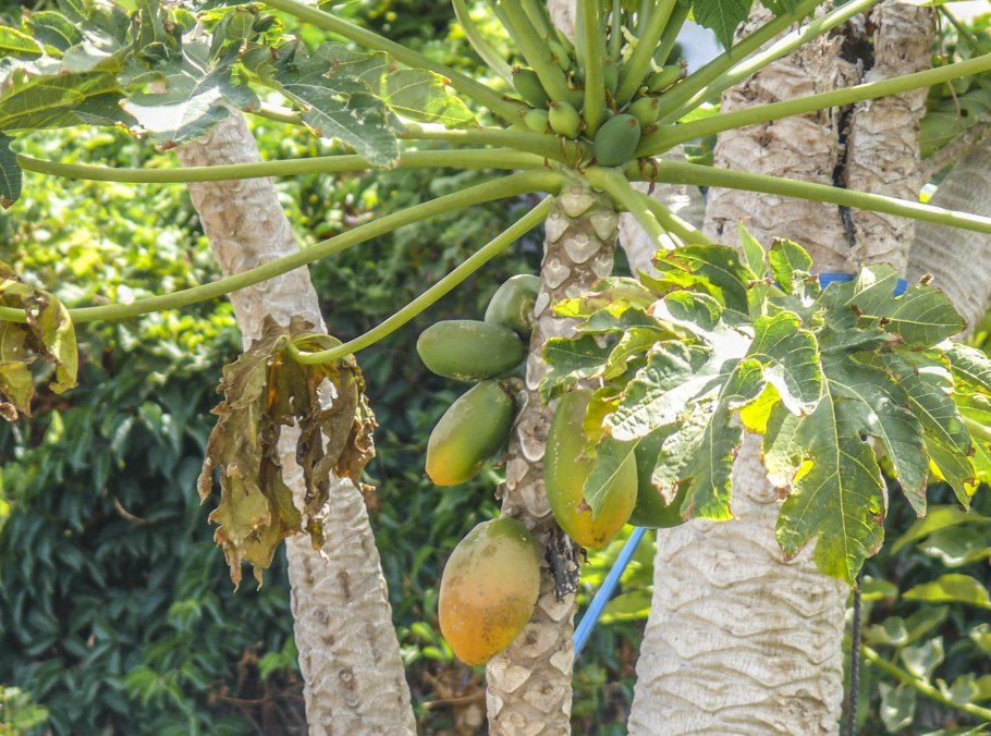 Дынное дерево