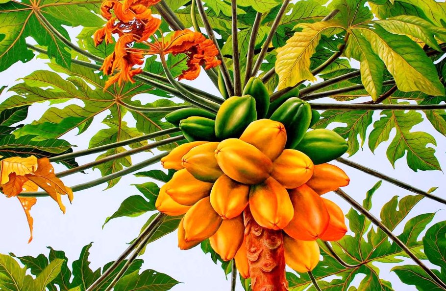 Папайя дынное дерево