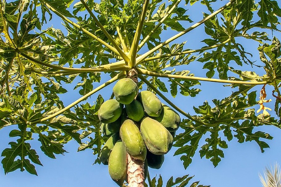 Плод дынного дерева