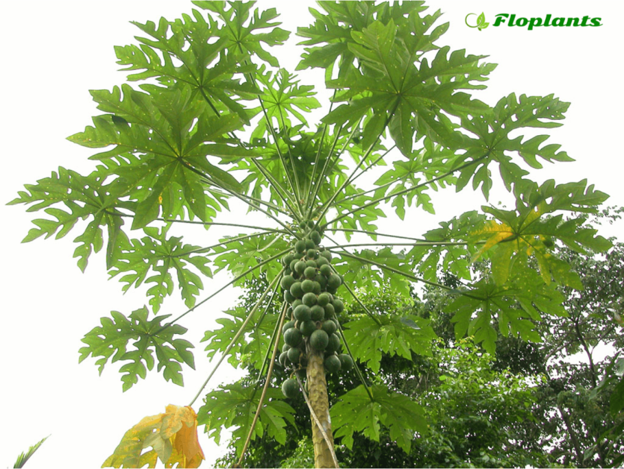 Дынное дерево кундинамаркское