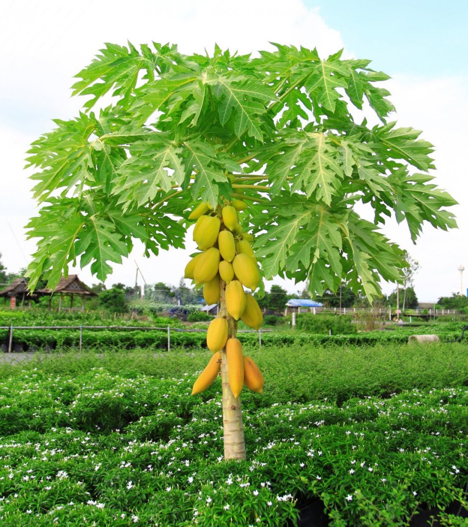 Папайя плод дынного дерева
