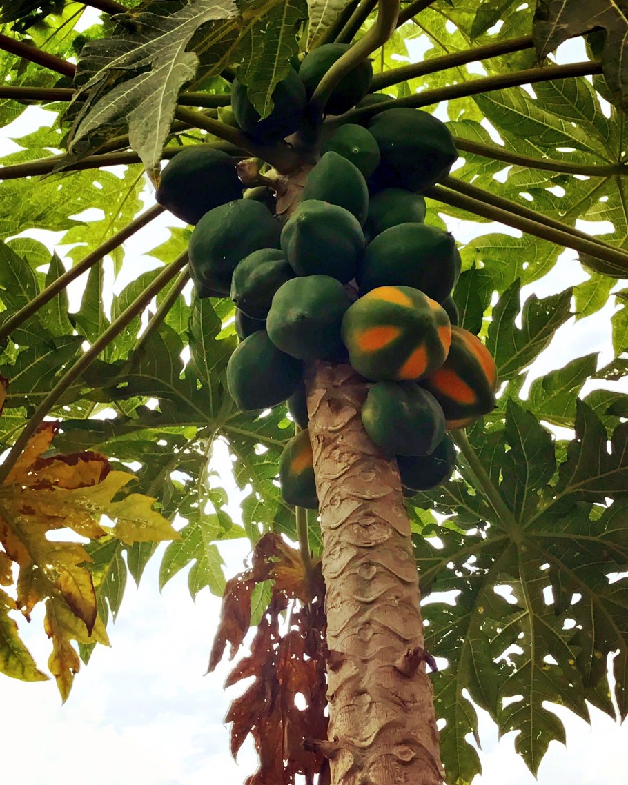 Папайя Пальма