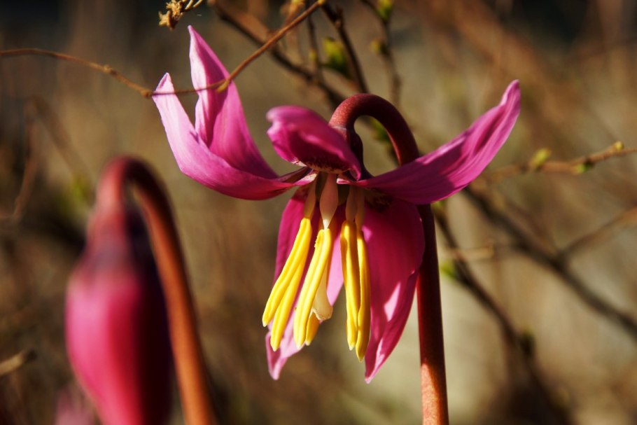 Кандык американский