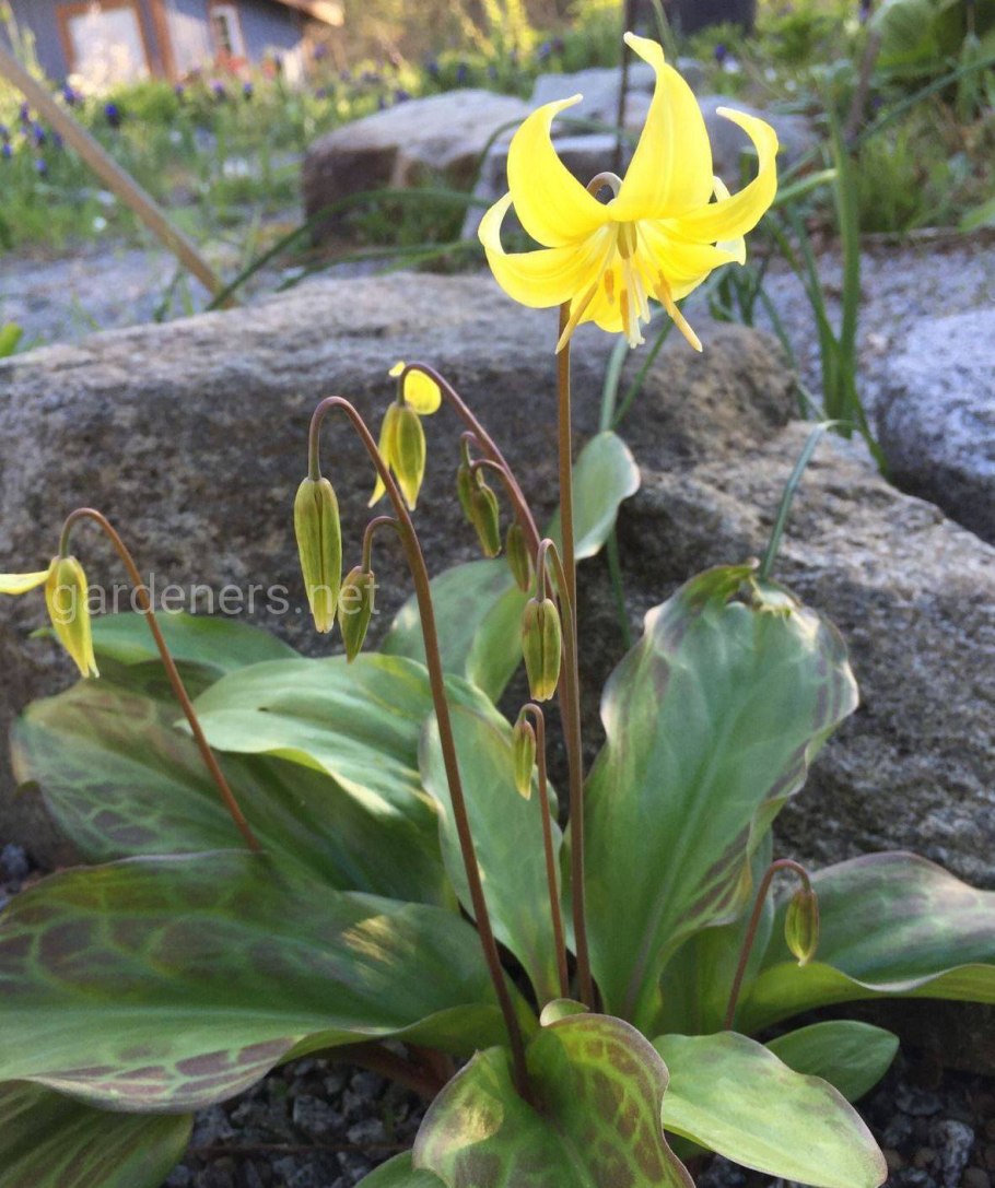 Эритрониум Кандык