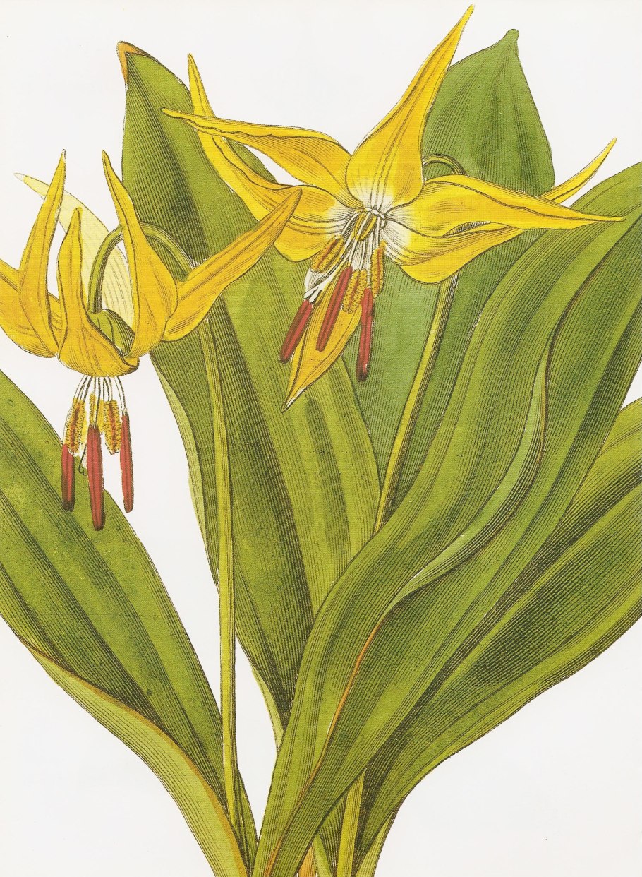 Кандык туолумнийский