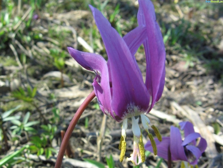 Кандык эритрониум луковицы