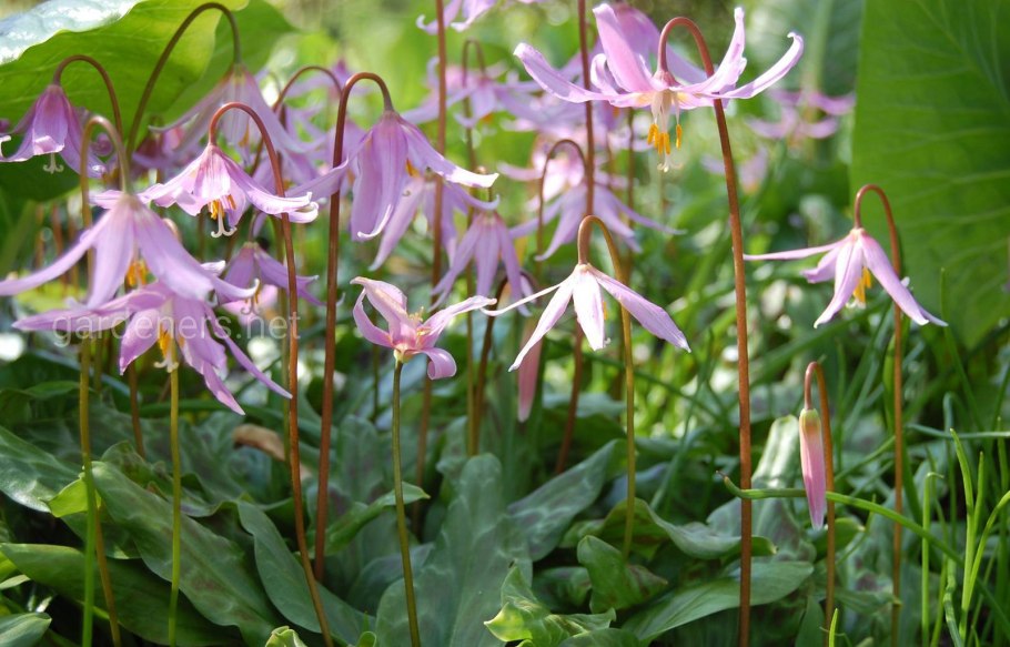 Кандык Сибирский