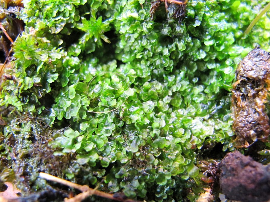 Печеночные мхи (печёночники)
