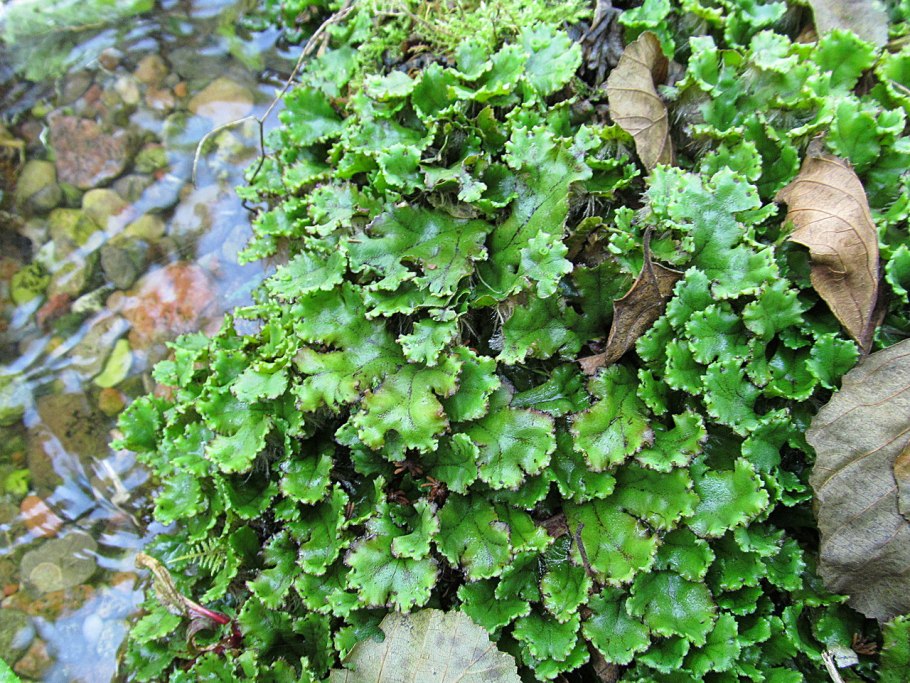 Печёночники мхи маршанция