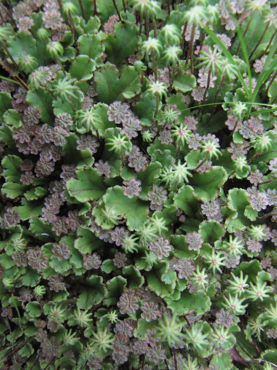 Мох пеллия (ломариопсис)